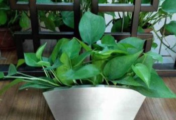 高质量不锈钢花盆雕塑，享受自然完美烘托