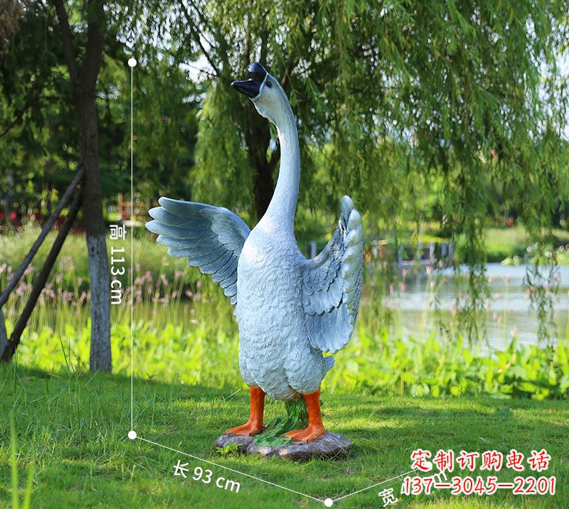 站立的灰色展翅天鹅