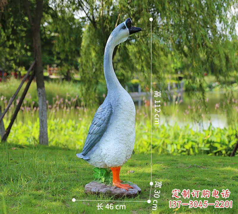 站立立脖灰色天鹅